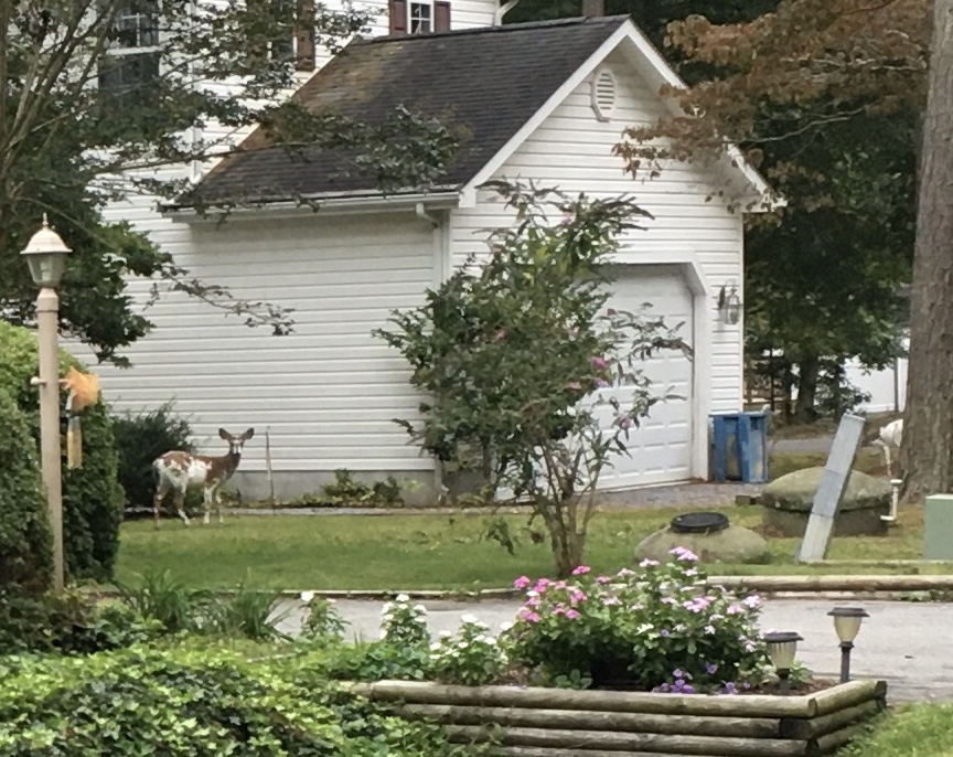 Piebald deer 