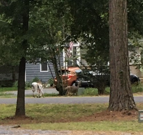 Twin Piebald deer