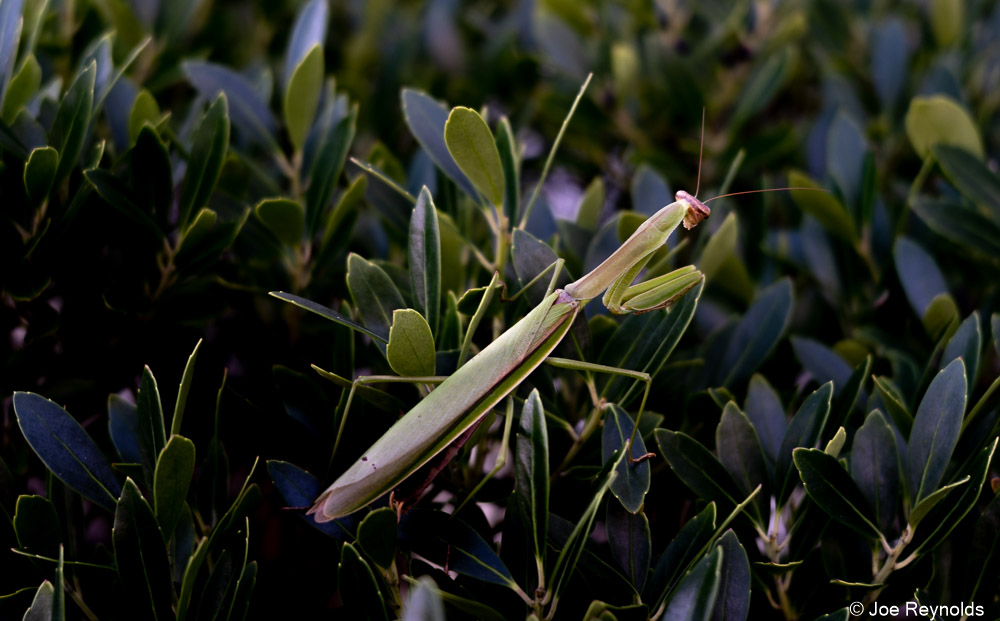 Praying Mantis