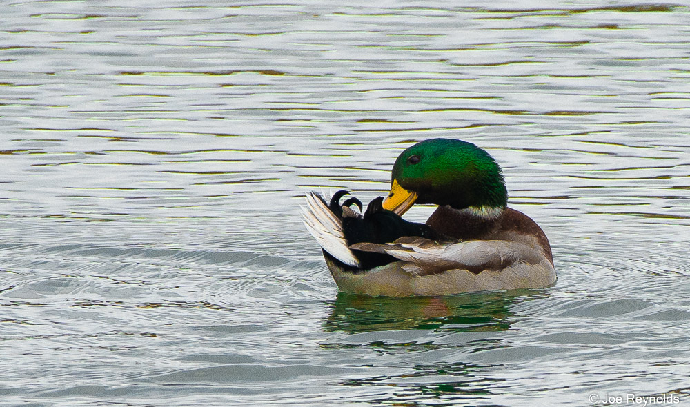 Male Mallard