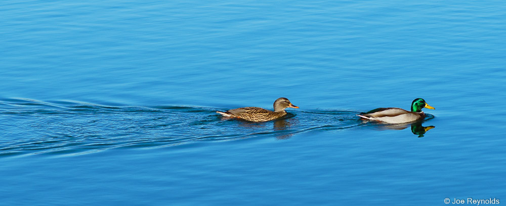 Mallards