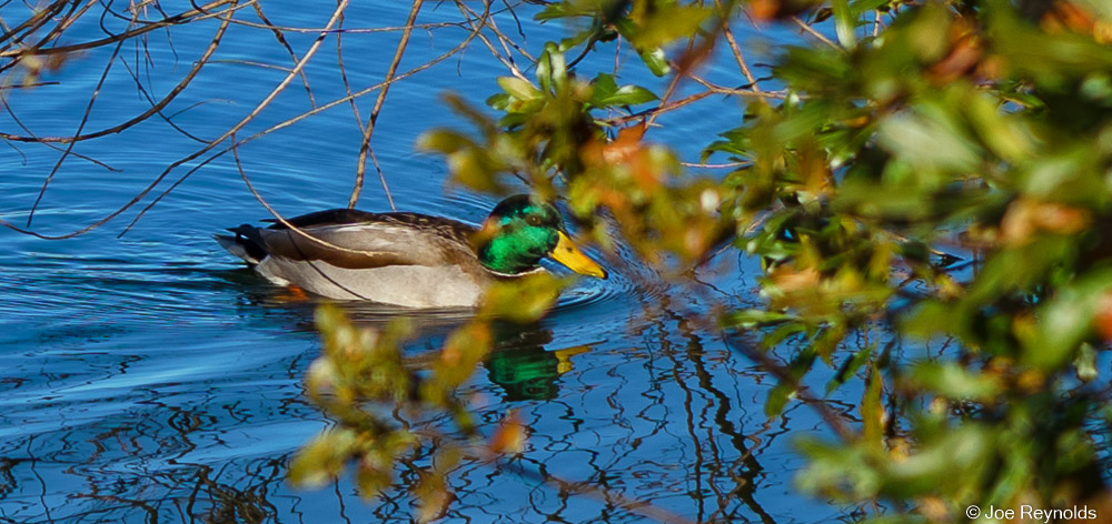 Mallard