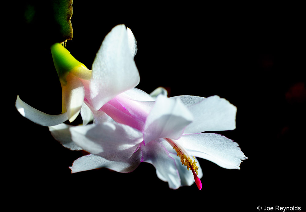 Christmas Cactus