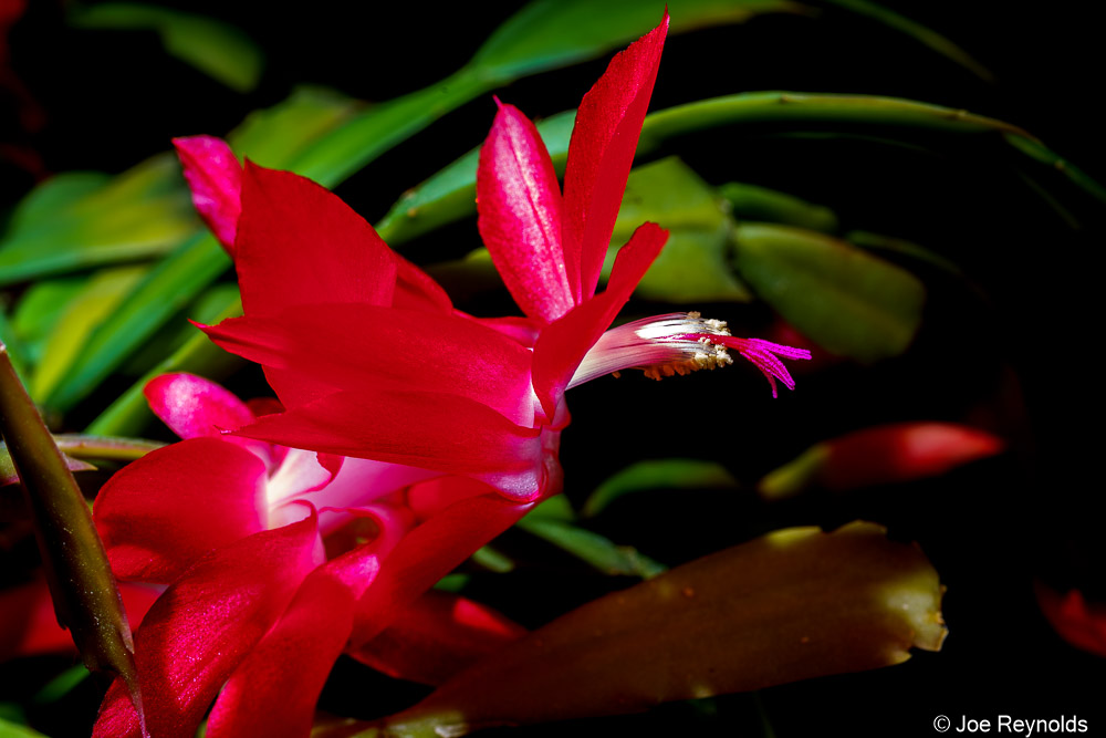 Christmas Cactus 2020