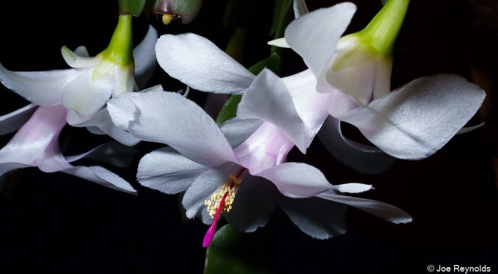 White Christmas Cactus