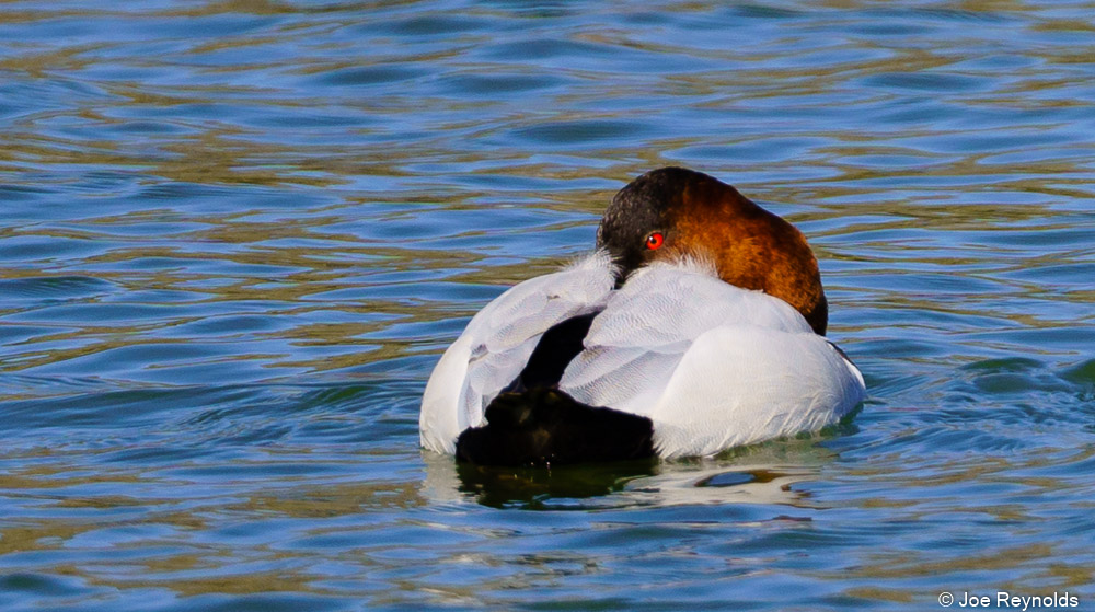 Canvasback