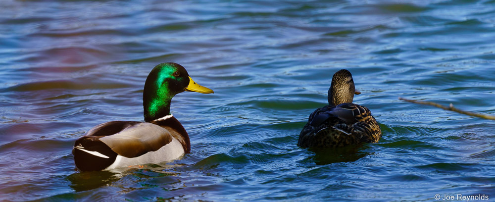 Mallards