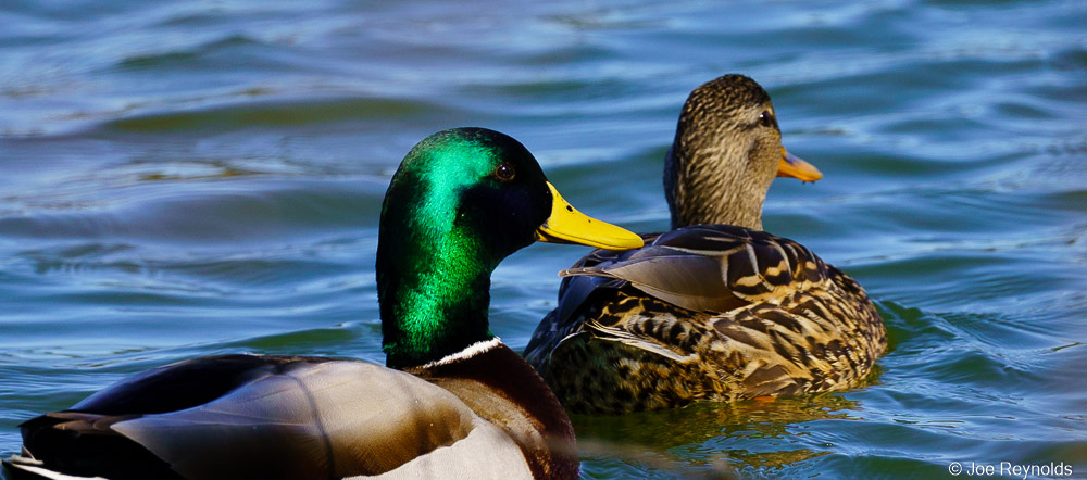 Mallards