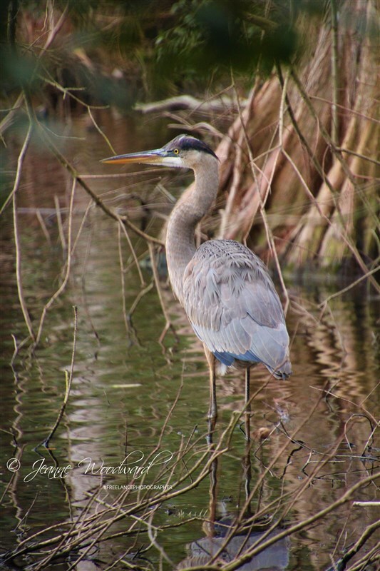 Great Blue Heron