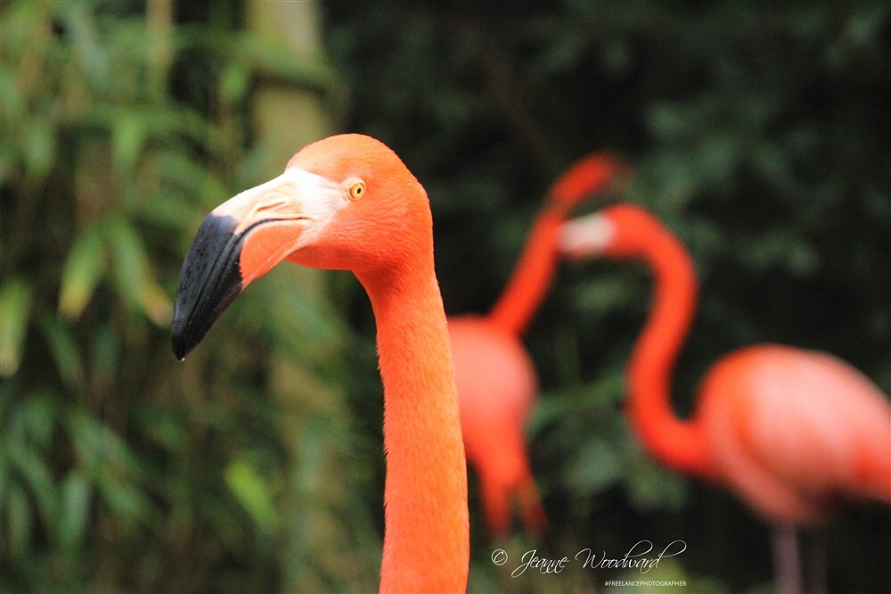 Salisbury Zoo Flamingos