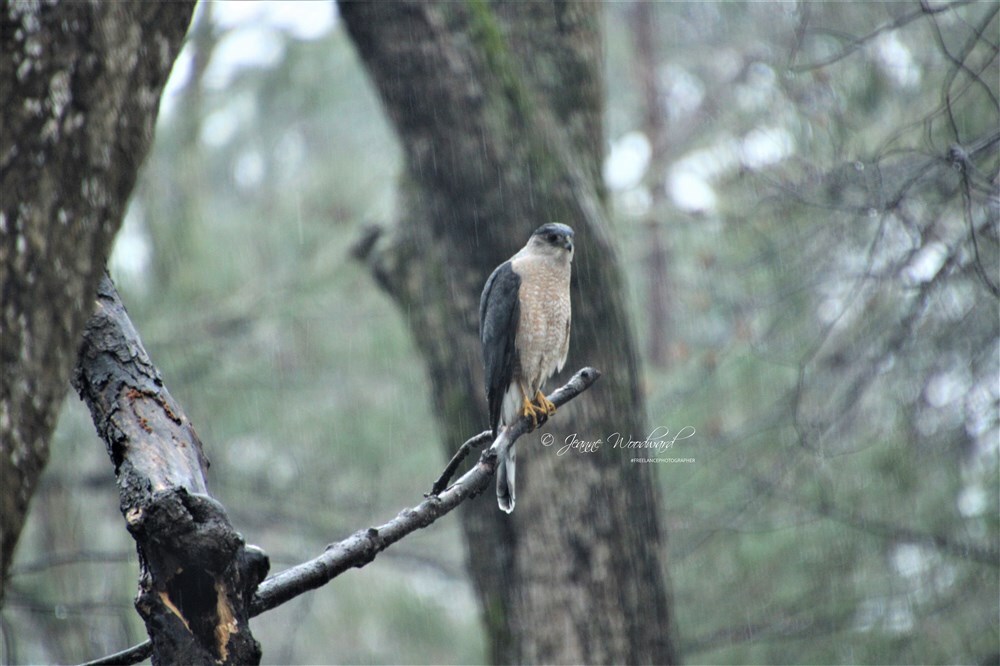 Coopers Hawk