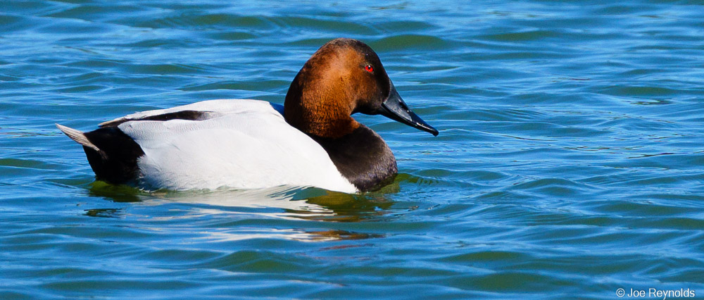 Male Canvasback