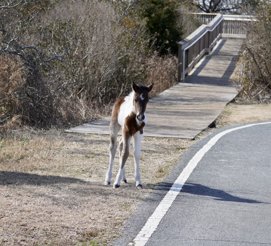 Foal