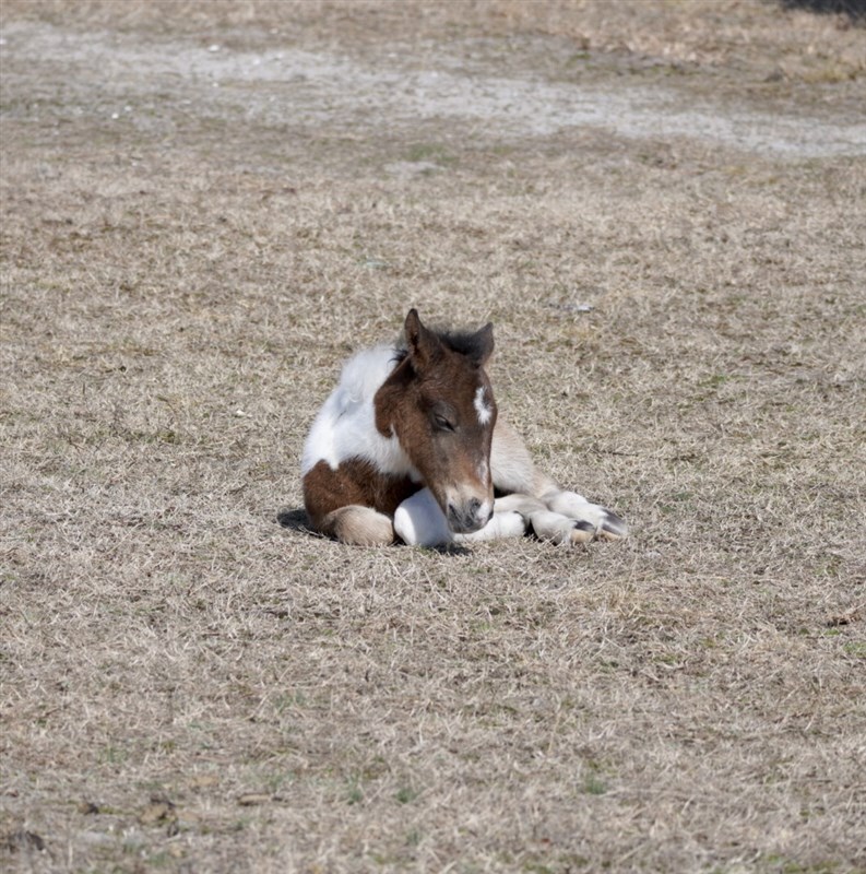 Foal