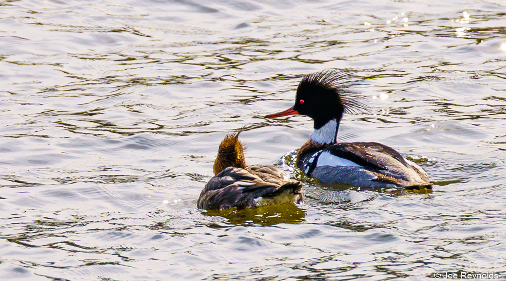 Ducks