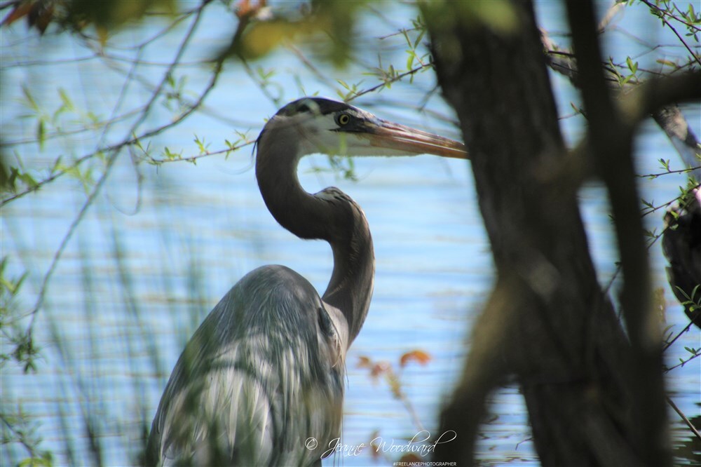 Blue Heron on South Gate Pond