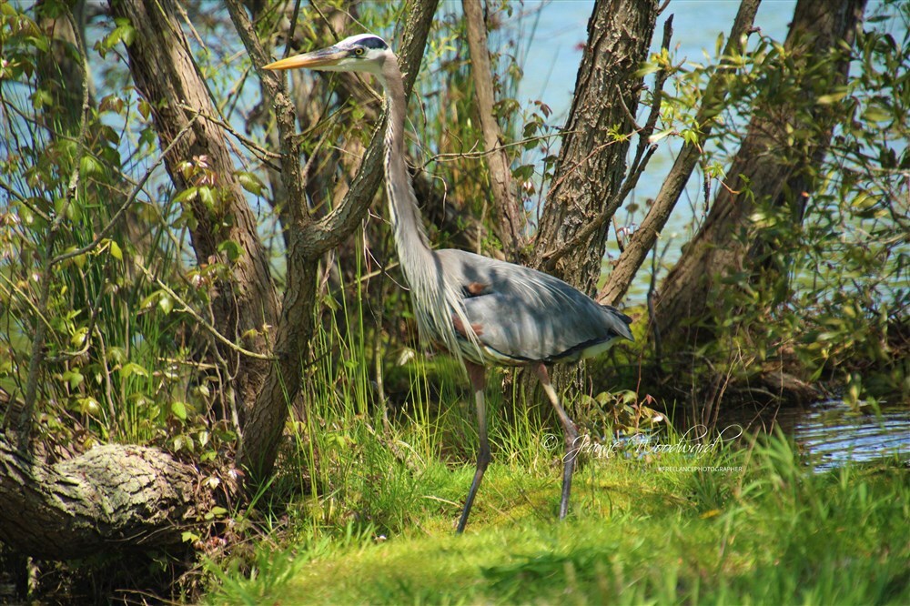 Another Pic of a Blue Heron