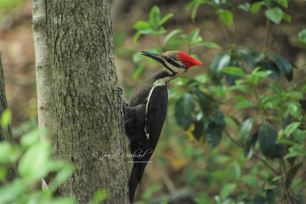 Afternoon Visitor 2