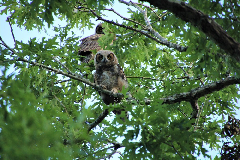 Great Horned Owl Fledging
