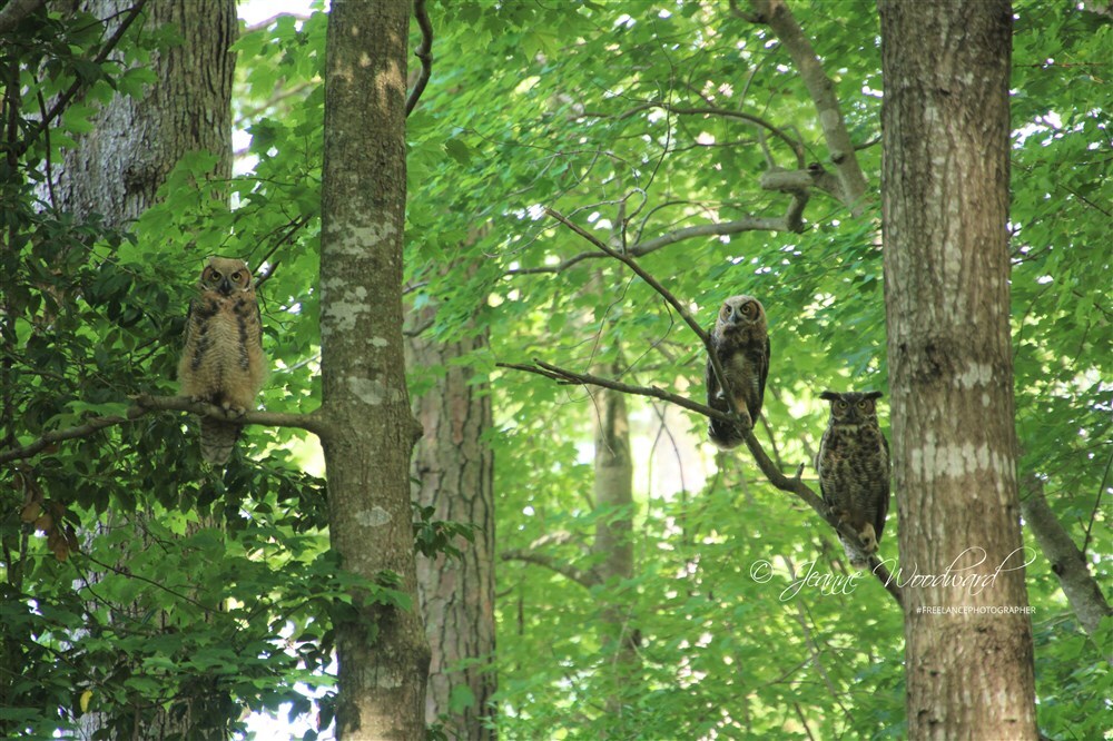 Family of 3 - Great Horned Owls