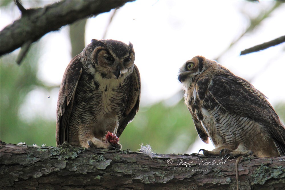 Owls at Supper