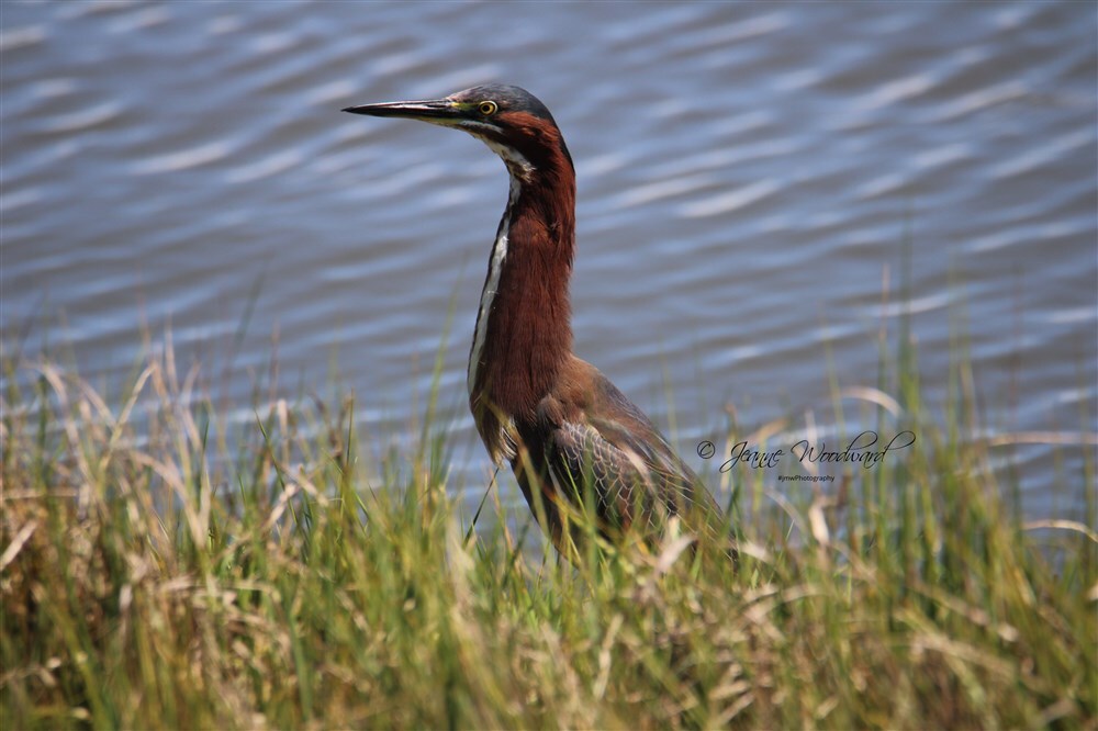   Green Heron