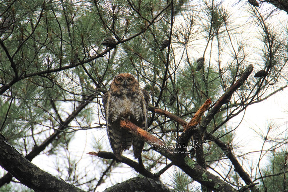 Rainy Day Owl