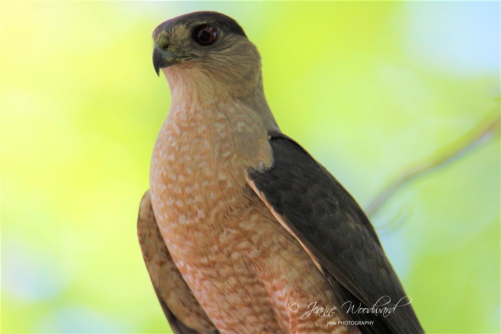 Coopers Hawk