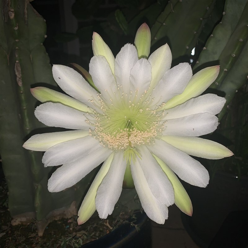 Night blooming cactus 