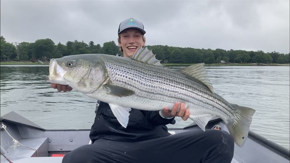 39inch Striped Bass