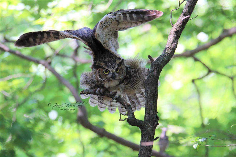 Great Horned Owl - all grown up