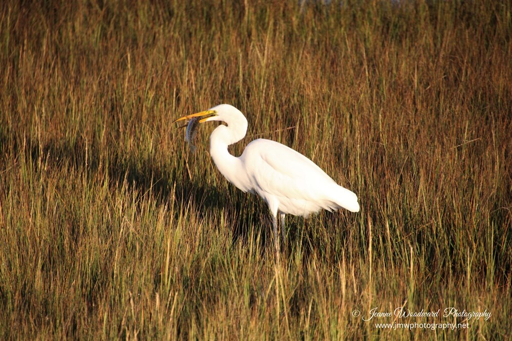 Great Egret Fishing