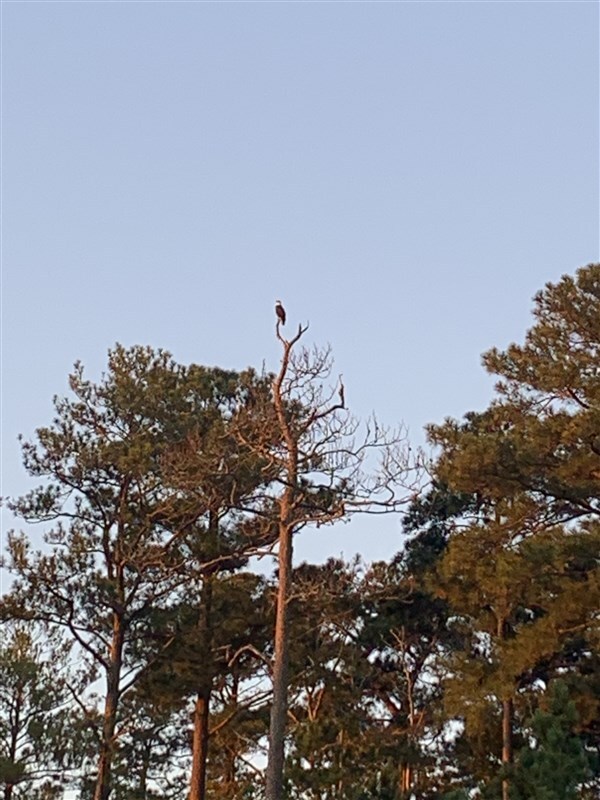 Manklin Creek Bald Eagle