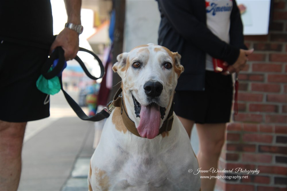 Dogs of Ocean City