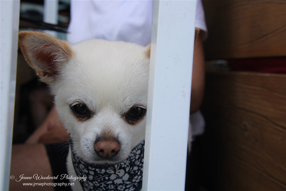 Dogs of Ocean City