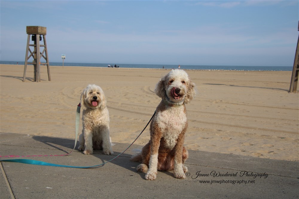 Dogs of Ocean City