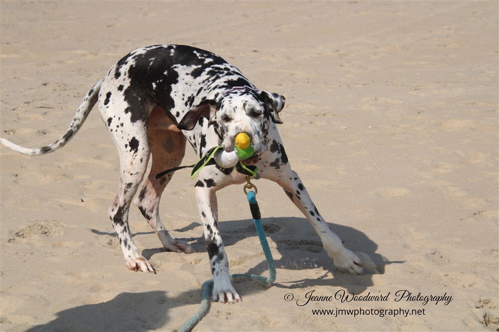 Dogs of Ocean City