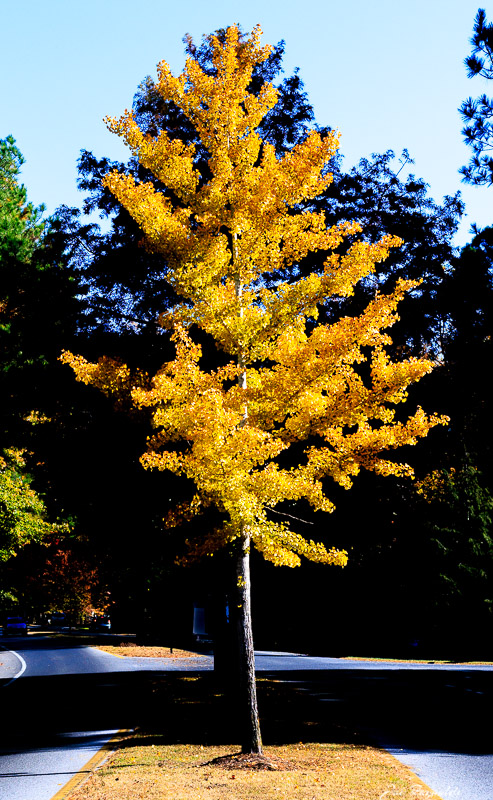 Fall Tree