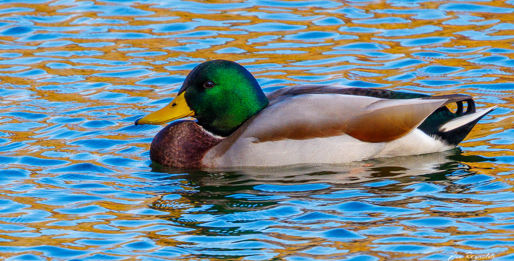 Mallard