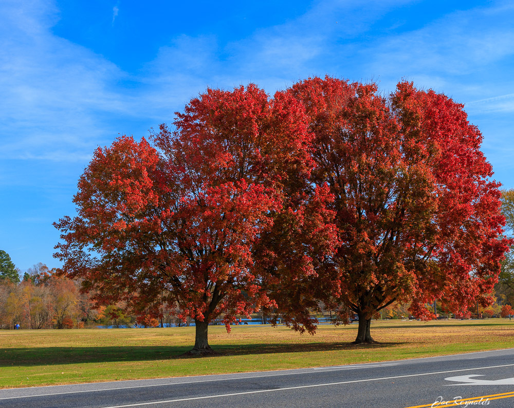 Autumn Trees in OP