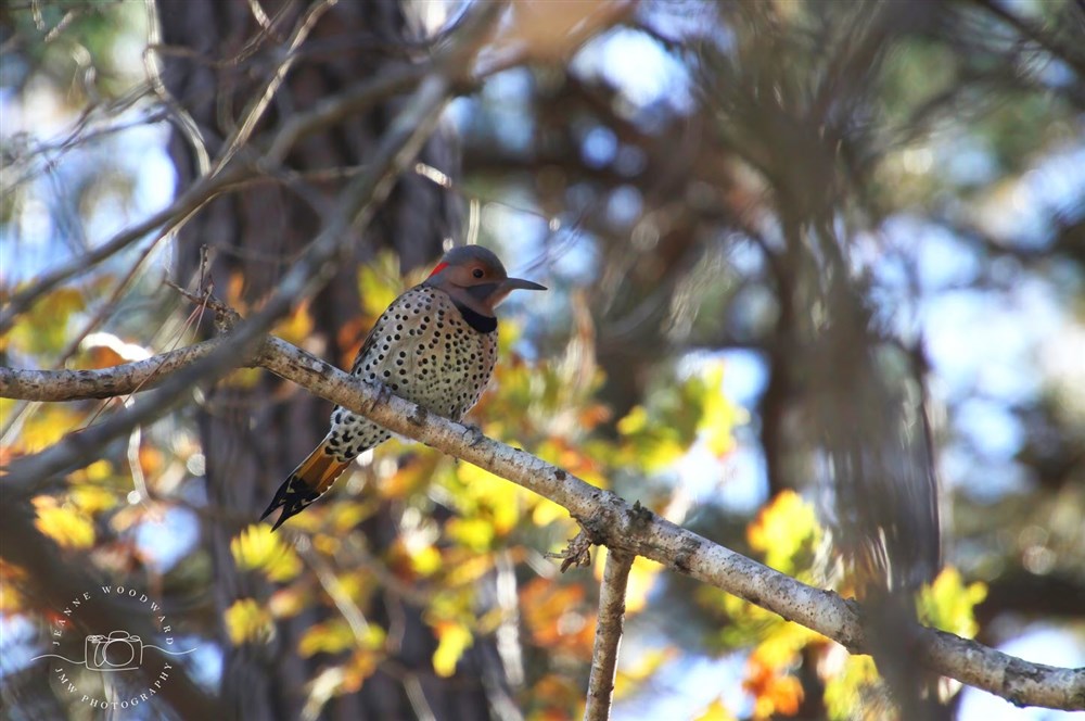 Northern Flicker