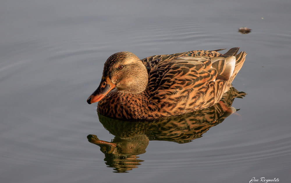 Mallard