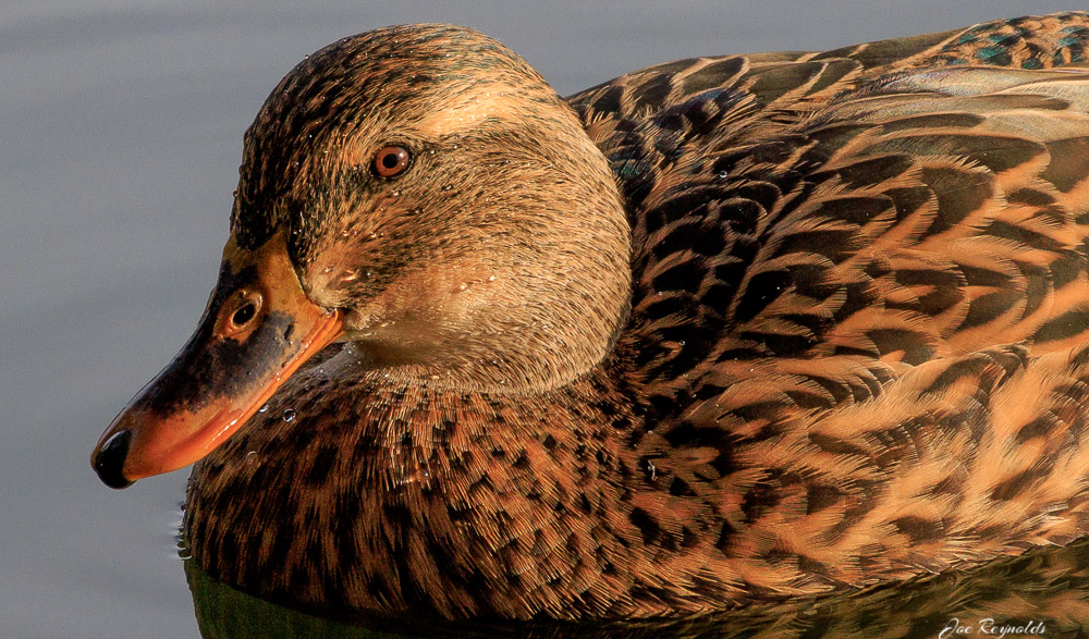 Mallard