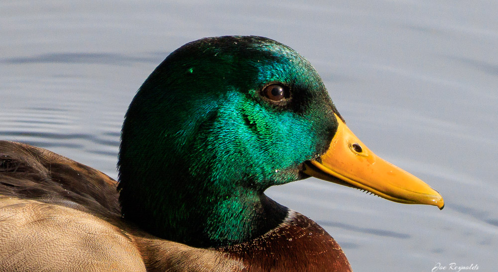 Mallard