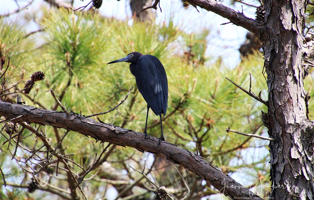 Black Heron