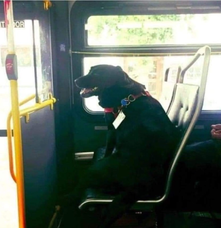 bus_riding_dog