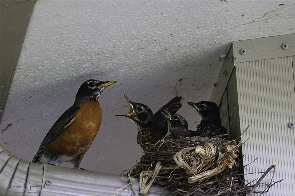 Backyard Birds - Baby Robins