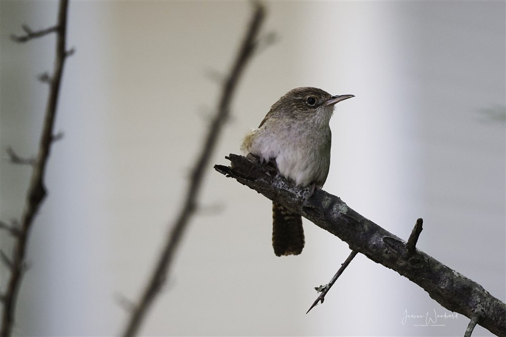 House Wren