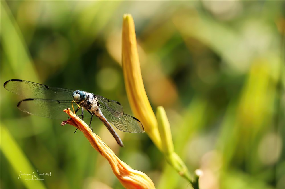 Great Blue Skimmer