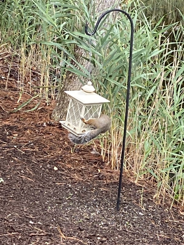 Lineup at the feeder. 